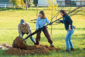 State Employees and volunteers tilt a tree before planting it.