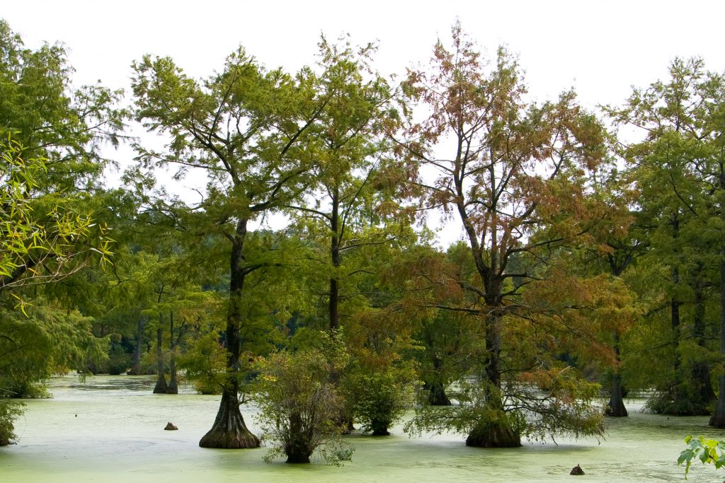 Several Cyprus trees growing in a swamp at Lums Pond State Park.